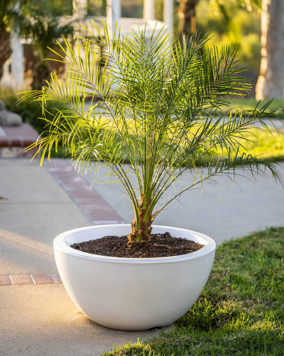 The Outdoor Plus Luna GFRC Planter Bowl Planter Bowl